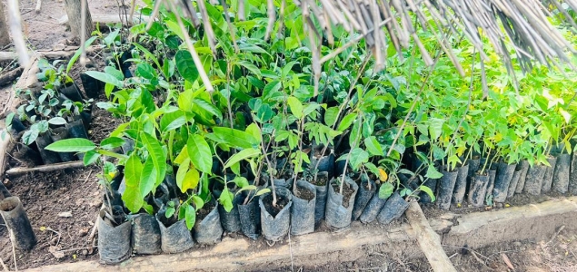 Organizational Capacity Statement